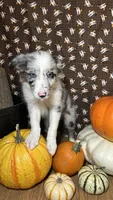 Charity Gayle, a female Border Collie for sale in Cecilia, KY – 3 of 10