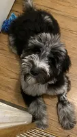 Moon, a male Sheepadoodle for sale in Cecilia, KY – 4 of 10