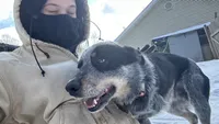 Buddy, a male Australian Cattle Dog for sale in Cecilia, KY – 5 of 9