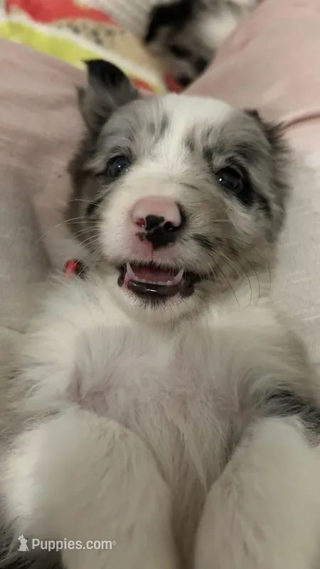 Charity Gayle – Border Collie puppy for sale in Cecilia, KY