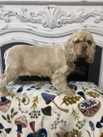 Nellie, a female Cocker Spaniel for sale in Cecilia, KY – Photo 7 of 8