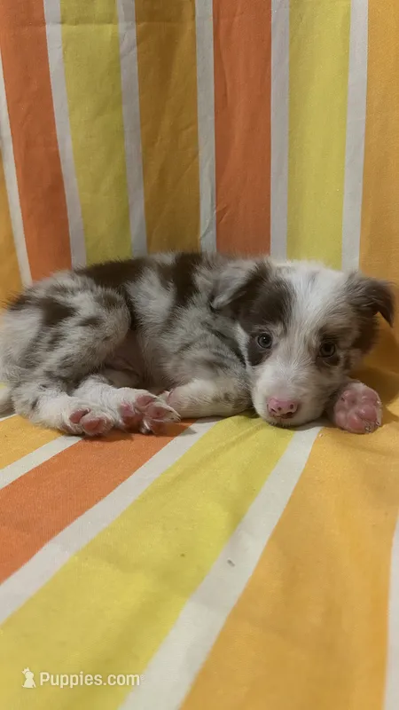 Mark Lowry – Border Collie puppy for sale in Cecilia, KY