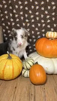 Mark Lowry, a male Border Collie for sale in Cecilia, KY – 8 of 10