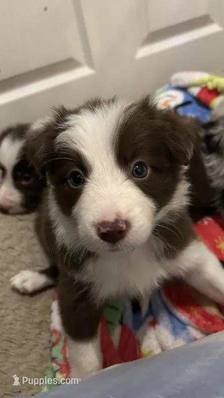 CeCe Winans – Border Collie puppy for sale in Cecilia, KY