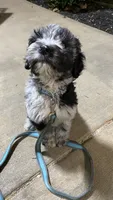 Moon, a male Sheepadoodle for sale in Cecilia, KY – 6 of 10