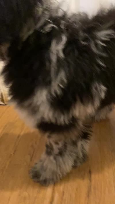 Moon, a male Sheepadoodle for sale in Cecilia, KY – 10 of 10