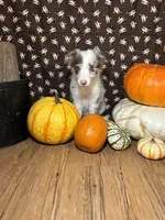 Mark Lowry, a male Border Collie for sale in Cecilia, KY – 3 of 10