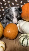 Jason Crabb, a male Border Collie for sale in Cecilia, KY – 6 of 10