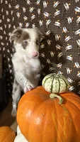 Mark Lowry, a male Border Collie for sale in Cecilia, KY – 4 of 10