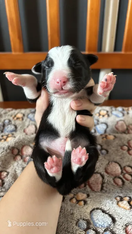 Pop Winans – Border Collie puppy for sale in Cecilia, KY