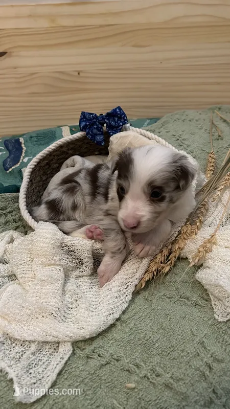 Mark Lowry – Border Collie puppy for sale in Cecilia, KY