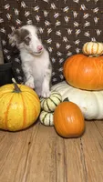Mark Lowry, a male Border Collie for sale in Cecilia, KY – 7 of 10