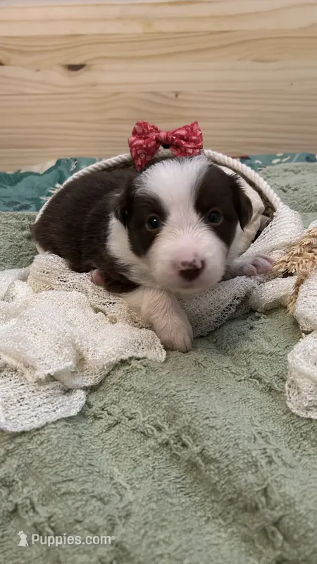 CeCe Winans – Border Collie puppy for sale in Cecilia, KY