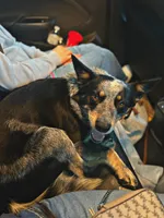 Buddy, a male Australian Cattle Dog for sale in Cecilia, KY – 7 of 9
