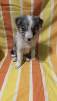 Jason Crabb, a male Border Collie for sale in Cecilia, KY – 10 of 10