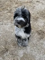 Moon, a male Sheepadoodle for sale in Cecilia, KY – 9 of 10