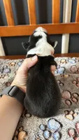 Pop Winans, a male Border Collie for sale in Cecilia, KY – 2 of 3