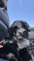 Moon, a male Sheepadoodle for sale in Cecilia, KY – 7 of 10