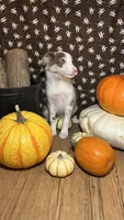 Mark Lowry, a male Border Collie for sale in Cecilia, KY – 2 of 10