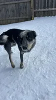 Buddy, a male Australian Cattle Dog for sale in Cecilia, KY – 3 of 9