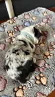 Bill Gaither, a male Border Collie for sale in Cecilia, KY – 3 of 3