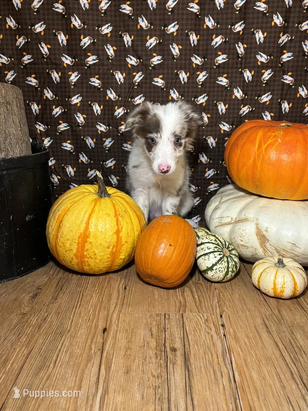 Mark Lowry – Border Collie puppy for sale in Cecilia, KY