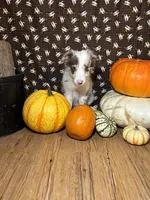 Mark Lowry, a male Border Collie for sale in Cecilia, KY – 1 of 10