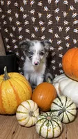 Charity Gayle, a female Border Collie for sale in Cecilia, KY – 4 of 10