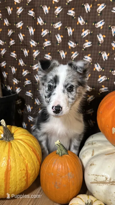 Guy Penrod – Border Collie puppy for sale in Cecilia, KY