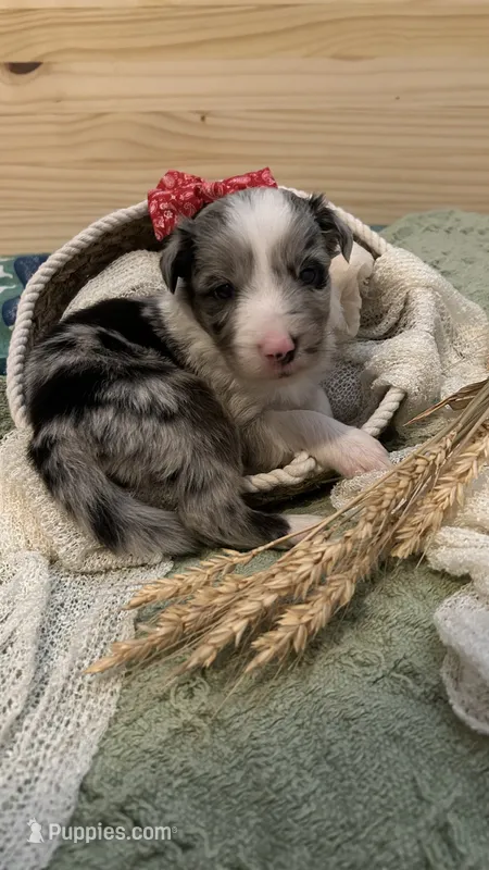 Charity Gayle – Border Collie puppy for sale in Cecilia, KY