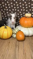 Mark Lowry, a male Border Collie for sale in Cecilia, KY – 6 of 10