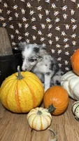 Charity Gayle, a female Border Collie for sale in Cecilia, KY – 8 of 10