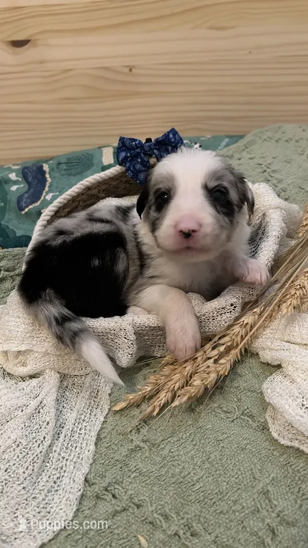 Bill Gaither – Border Collie puppy for sale in Cecilia, KY