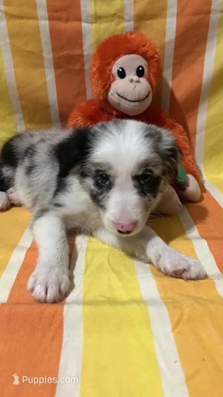 Bill Gaither – Border Collie puppy for sale in Cecilia, KY