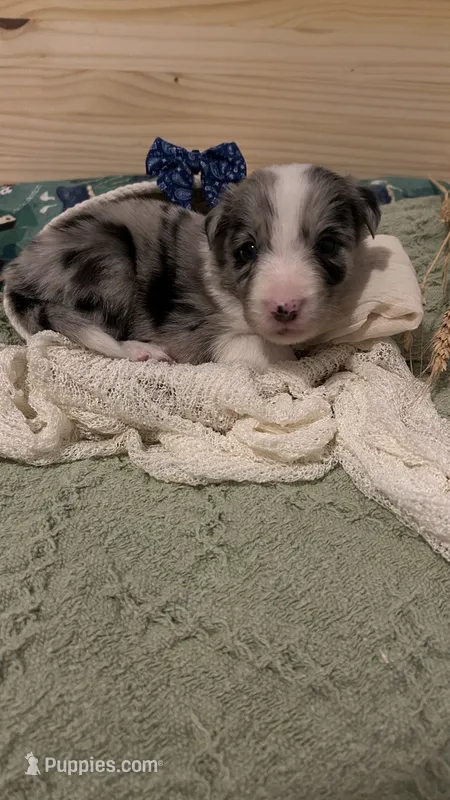Jason Crabb – Border Collie puppy for sale in Cecilia, KY