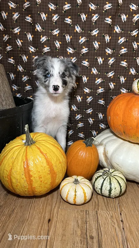 Jason Crabb – Border Collie puppy for sale in Cecilia, KY