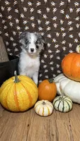 Jason Crabb, a male Border Collie for sale in Cecilia, KY – 2 of 10