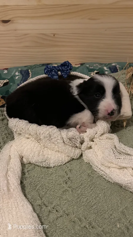 Pop Winans – Border Collie puppy for sale in Cecilia, KY