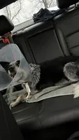 Buddy, a male Australian Cattle Dog for sale in Cecilia, KY – 4 of 9
