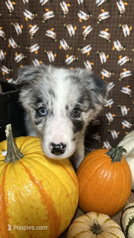 Jason Crabb – Border Collie puppy for sale in Cecilia, KY