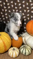 Jason Crabb, a male Border Collie for sale in Cecilia, KY – 5 of 10