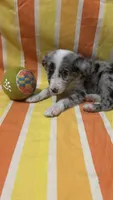 Guy Penrod, a male Border Collie for sale in Cecilia, KY – 3 of 10
