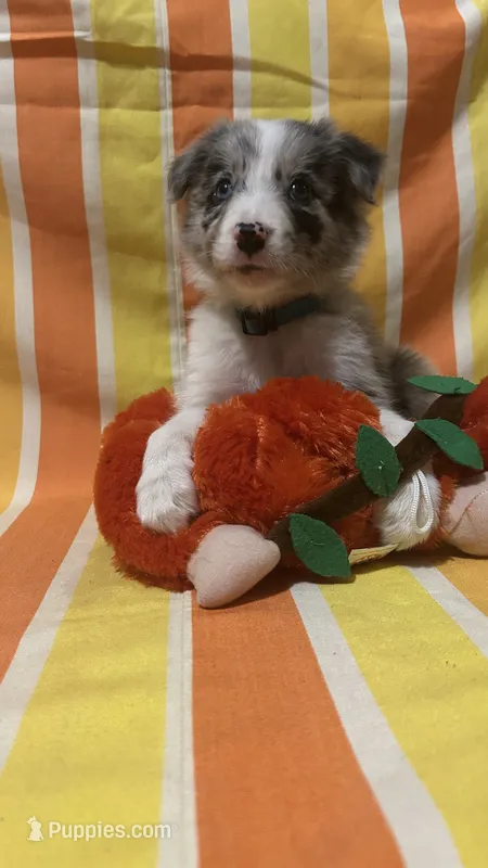 Jason Crabb – Border Collie puppy for sale in Cecilia, KY