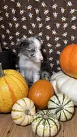 Charity Gayle, a female Border Collie for sale in Cecilia, KY – 2 of 10