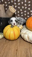 Bill Gaither, a male Border Collie for sale in Cecilia, KY – 4 of 10