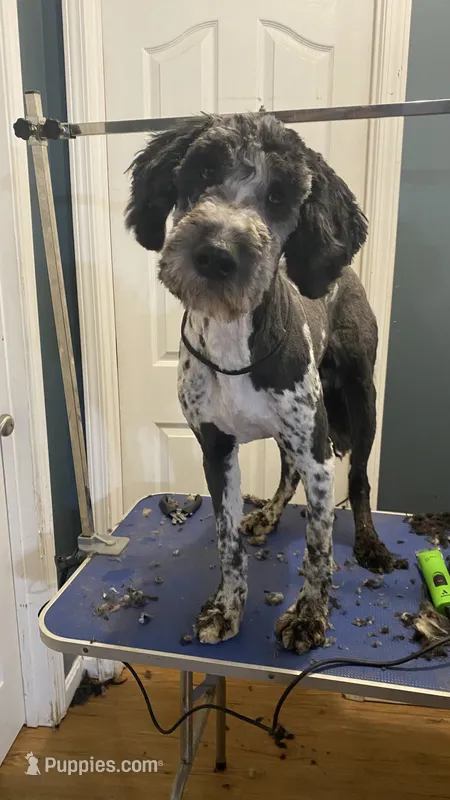 Moon – Sheepadoodle puppy for sale in Cecilia, KY
