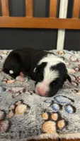 Pop Winans, a male Border Collie for sale in Cecilia, KY – 3 of 3