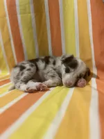 Mark Lowry, a male Border Collie for sale in Cecilia, KY – 10 of 10