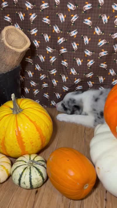 Bill Gaither, a male Border Collie for sale in Cecilia, KY – 9 of 10