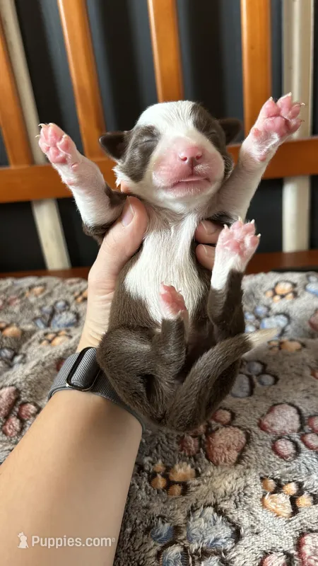 CeCe Winans – Border Collie puppy for sale in Cecilia, KY